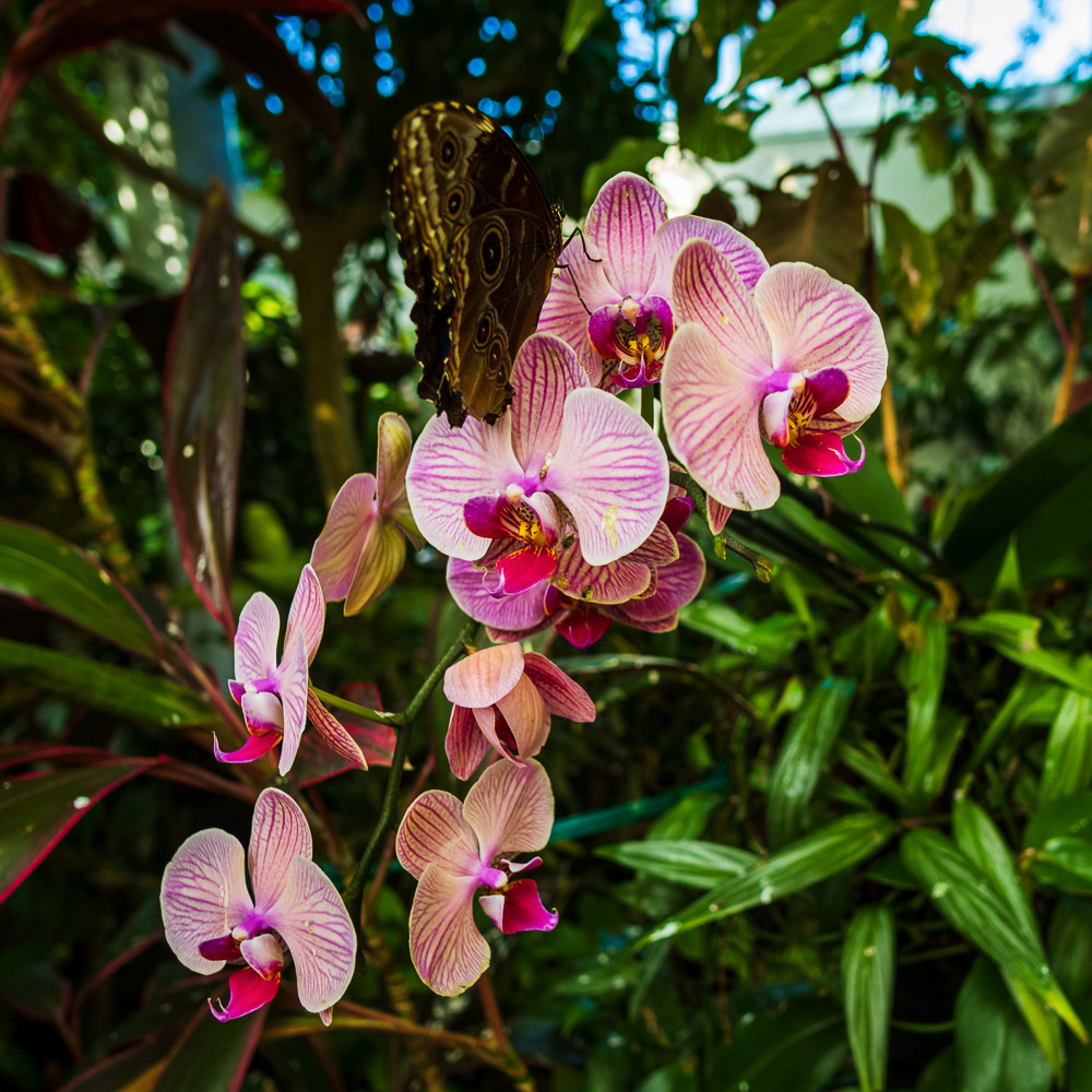 Sentinel Red Orchid